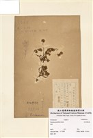 藏品(大花馬齒莧)的圖片